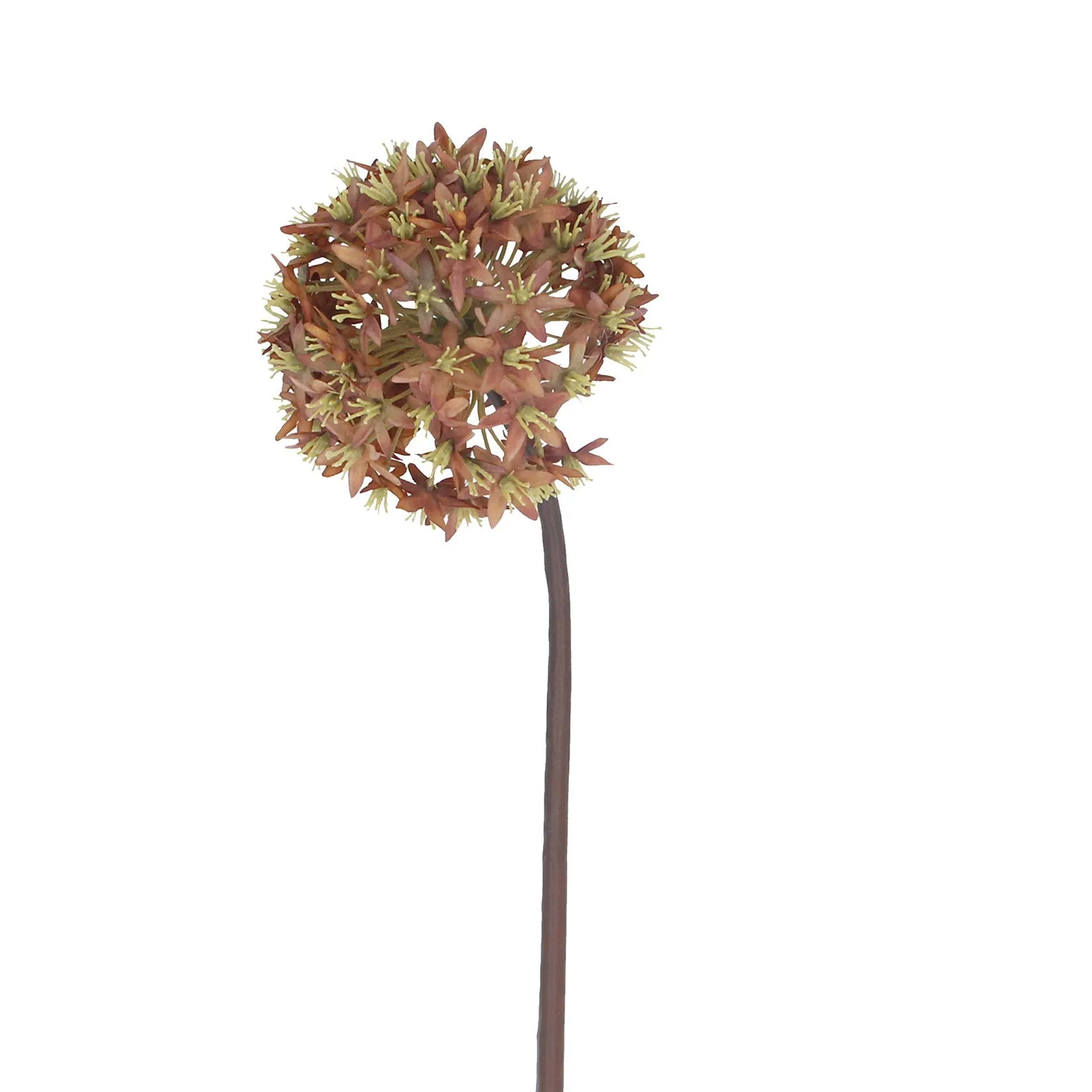 Antique Russett Allium Stem